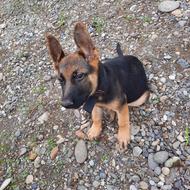 واگذاری توله سگ ژرمن نر 140 روزه