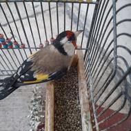 سهره سرسیاه