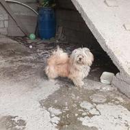 واگذاری فوری سگ