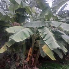 نهال موز خیلی خوب