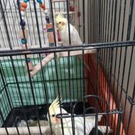 2عددعروس هلندی نرو ماده لوتینو