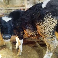 دو رأس گوساله نر و ماده سیمینتال