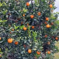 تامسون خوش قالب حدود 4 تن درجه