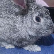 خرگوش بازیگوش