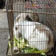 خرگوش لوپ سالم