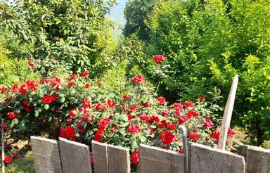 فروش زمین با خانه 40 متری شب کلا ساری