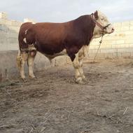 خدمات دامپزشکی و تلقیح مصنوعی گاو