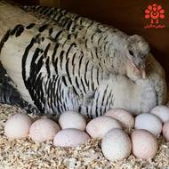 تخم بوقلمون نطفه دار