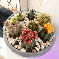 گل کاکتوس طبیعی