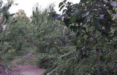 باغ میوه ویلایی