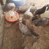 تعدادی خروس لهستانی فروشی