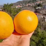 فروش مرکبات پرتقال و نارنج شمال