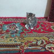 بچه گربه خوشکل