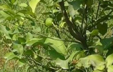 دوتا باغ روستای قرباشلو