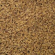 تیم بینج شالی بذر