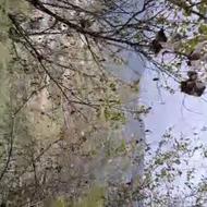 زمین باغات واقع در سیر الیوه لوندویل