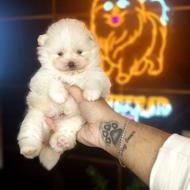 سگ جیبی / پامرانین خرسی توی پودل عروسکی شیتزو