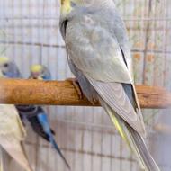 مرغ عشق رینبو ماوی گلدفیس ماده تازه دونخور