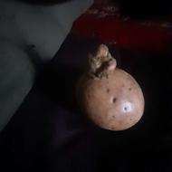 شهاب سنگ.سنگ تخم مرغی وغیره