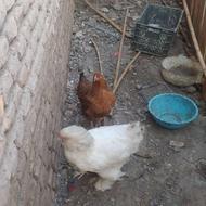 فروش مرغ برهما