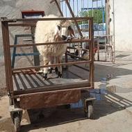 گوسفند زنده ارسال تلفنی تصفیه درمحل