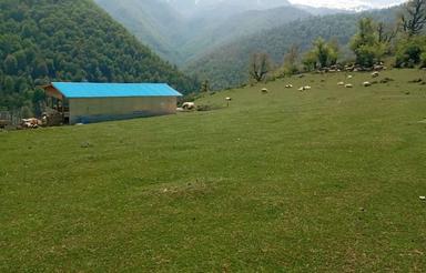 زمین ییلاقی