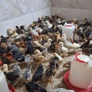 جوجه مرغ محلی در سنین مختلف