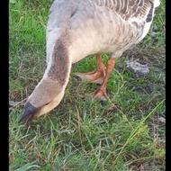 فروش غاز واردک