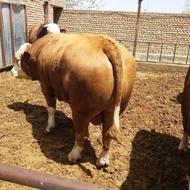 گوساله سیمنتال و هلیشتان