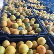 پرتقال تامسون ریز قالب و نارنگی