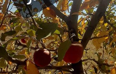 1000مترپردیس