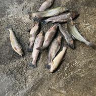 باغ و شالیزار