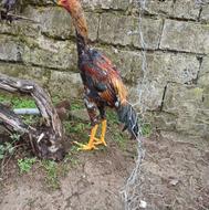 خروس لاری نژاد