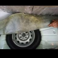 پراید هاچ بک مدل 82بدون رنگ کم‌کار (هیدرولیک)