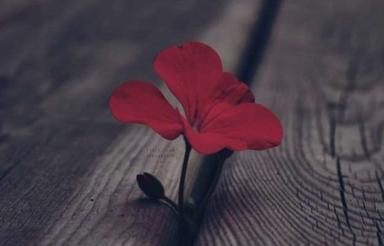 یک ارتمان چهار واحدی همکف