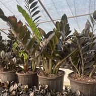 فروش زاموفیلیا و فیکوس