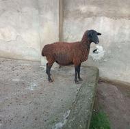 گوسفند ماده ابستن شیرکر