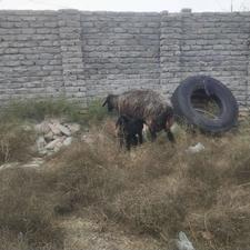 گوسفندبابره نر مشکی بره جنس بالا دست پاکشیده