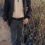 نهال پسته 5ماهه یکساله دوساله