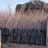 نهال پسته 5ماهه یکساله دوساله