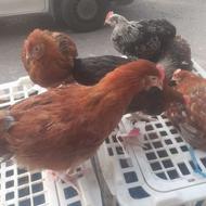 خروس محلی قیمت مناسب