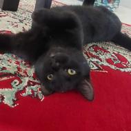 گربه سیاه کامل