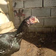 دوعددمرغ لاری افغان