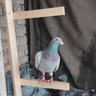 کبوتر،کفتر