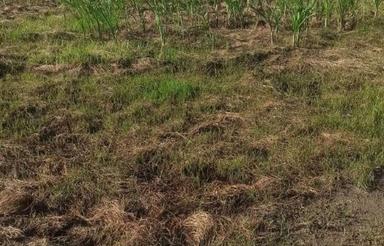 معاوضه زمین کشاورزی. با زمین .کشاورزی . شوط