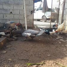 اردک اسرائیلی طوسی نر