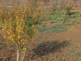 فروش باغ سیاه ریشه و امکان احداث ویلا