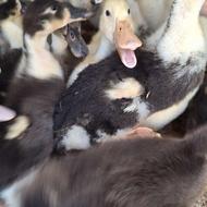 جوجه اردک محلی