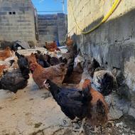 مرغ تخم گذار و خروس محلی