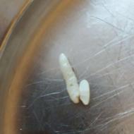 فروش برنج و نیم دانه کامفیروزی اعلا میخای بیا